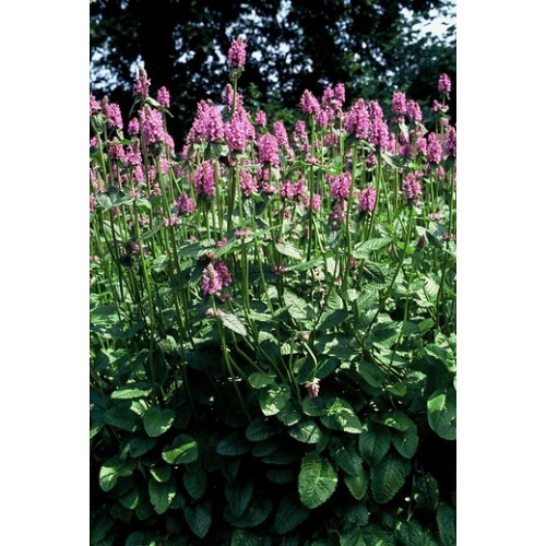 Stachys monieri Hummelo - Andoorn