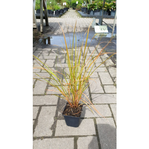 Stipa arundinacea | Vedergras