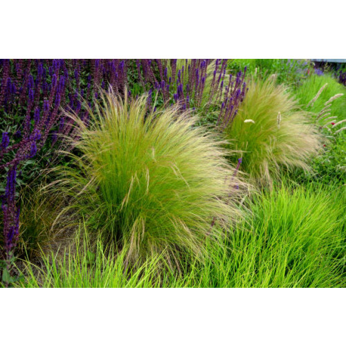 Stipa tenuissima Ponytails - Vedergras