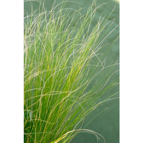 Stipa tenuissima | Vedergras