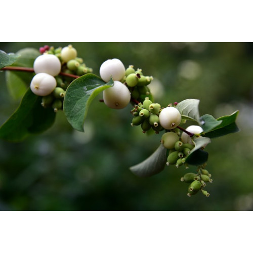 Symphoricarpos albus var. laevigatus - Sneeuwbes