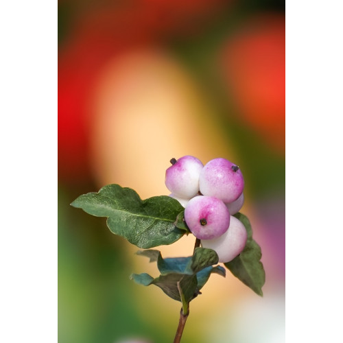 Symphoricarpos d. Magic Berry - Sneeuwbes