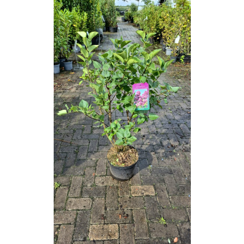 Syringa v. And an Ludwig Spath