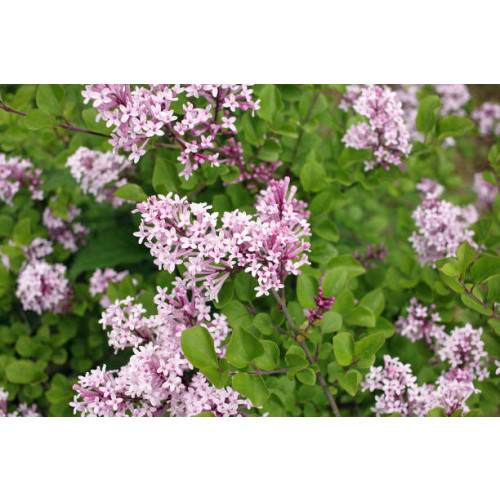 Syringa meyeri Palibin - Dwergsering