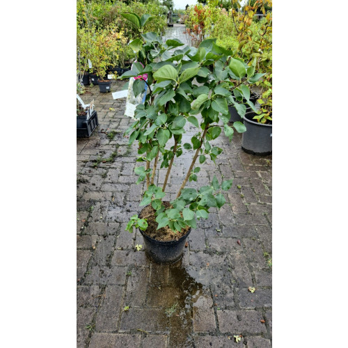 Syringa v. Mme Lemoine | Sering