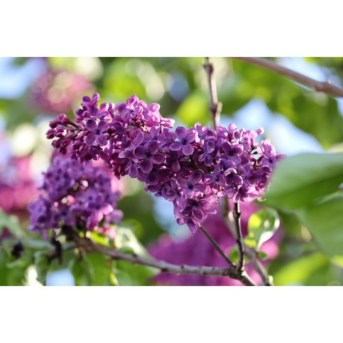 Syringa vulgaris - Sering