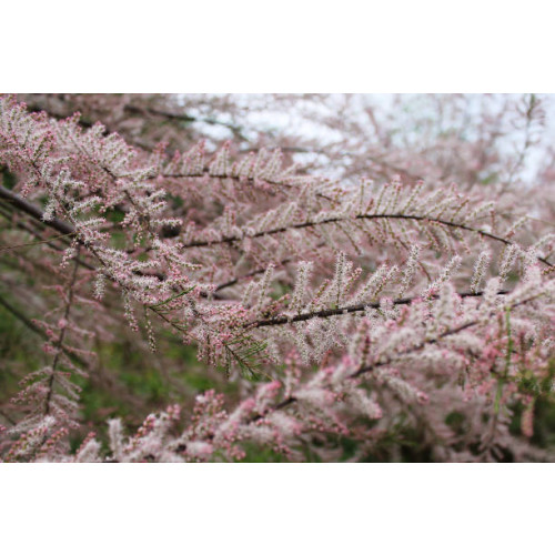 Tamarix tetranda - Tamarisk