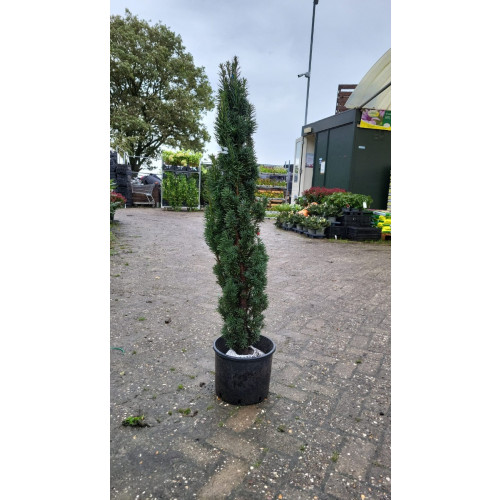 Taxus b. Fastigiata | Zuil Taxus
