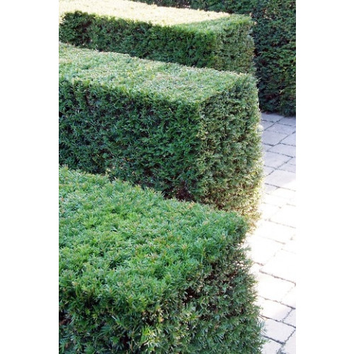 Taxus media 'Hilli' - Venijnboom