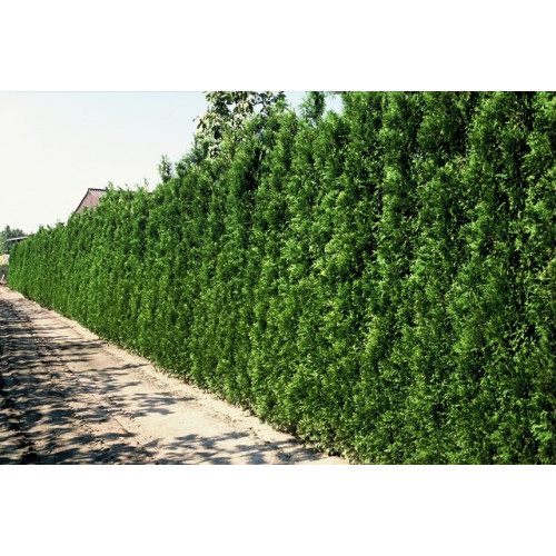 Thuja occidentalis Brabant - Levensboom