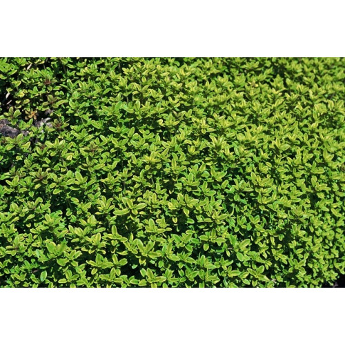Thymus citriodorus Aureus - Citroentijm