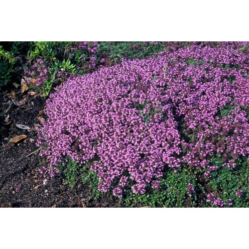 Thymus serpyllum - Kleine tijm