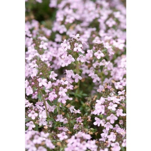 Thymus serphyllum Elfin - Tijm