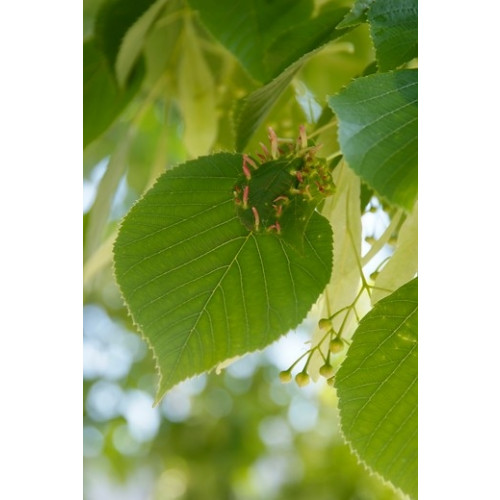 Daklinde - Tilia europea Pallida