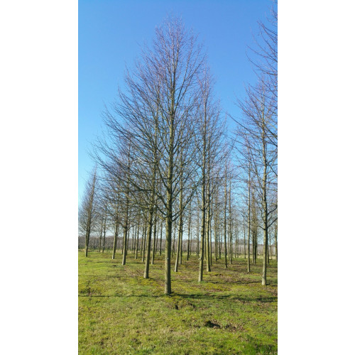 Tilia Cordata - Winterlinde - boom