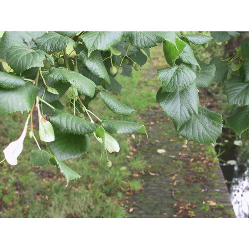Tilia platyphyllos - Zomerlinde - boom