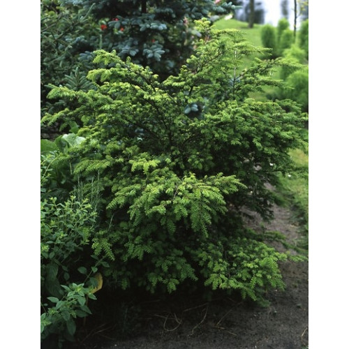 Tsuga canadensis - Hemlockspar