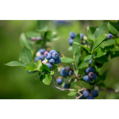 Vaccinium cor. Bluecrop - Blauwe bes