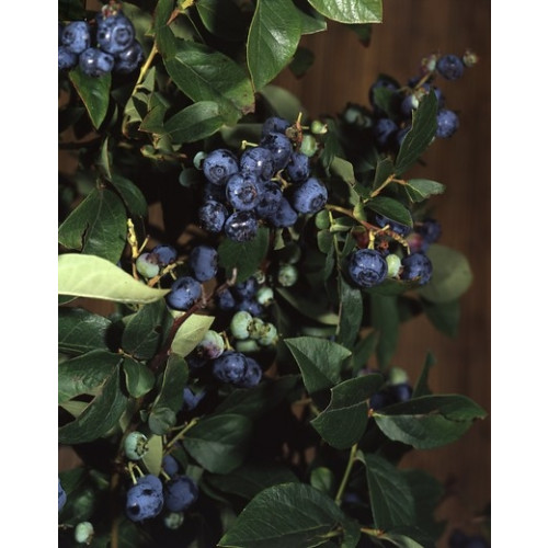 Vaccinium corymbosum Brigitta blue - Bosbes