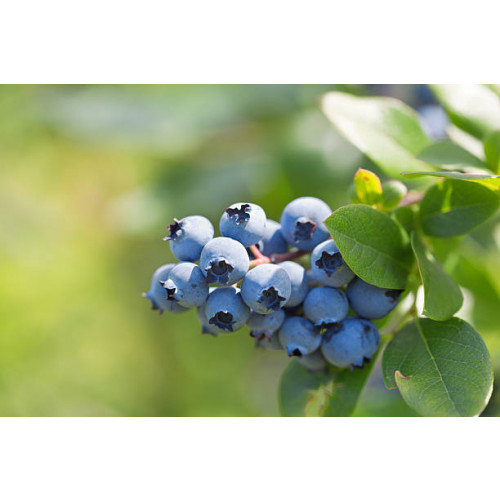 Vaccinium cor. Duke - Blauwe bes