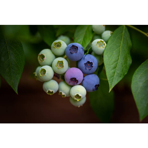 Vaccinium cor. Emblue - Blauwe bes