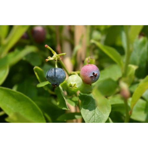 Blauwe bes - Vaccinium corymbosum Goldtraube