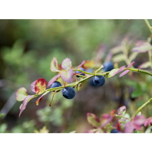 Vaccinium cor. Jersey - Blauwe bes