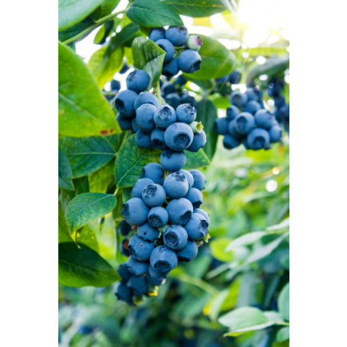 Vaccinium cor. Liberty - Blauwe bes