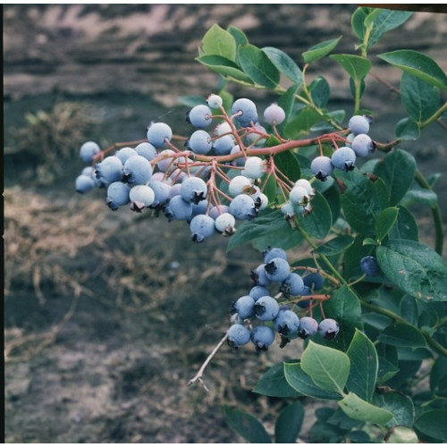 Vaccinium corymbosum Northland - Bosbes