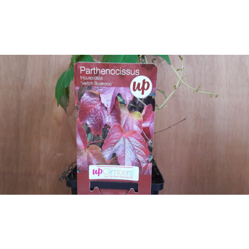 Wilde wingerd - Parthenocissus 'Veitch Boskoop'