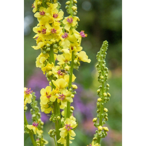 Verbascum olympicum - Toorts