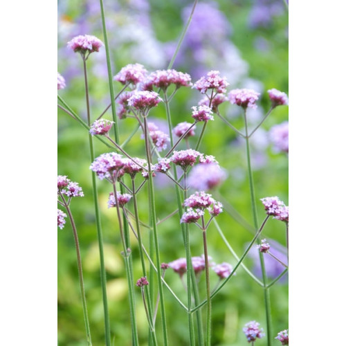 Verbena bonariensis - Ijzerhard