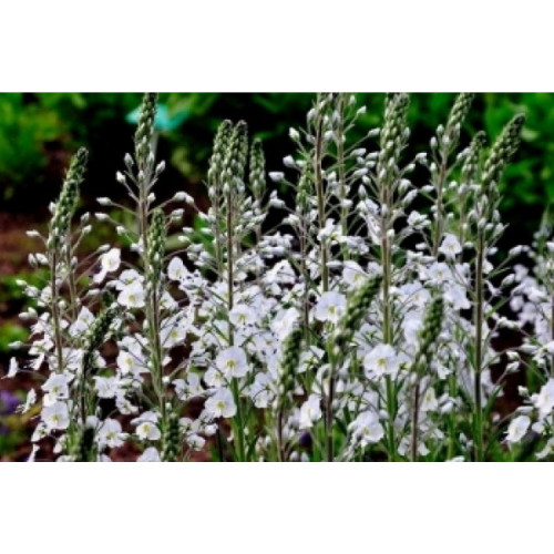 Veronica gentianoidus - Ereprijs