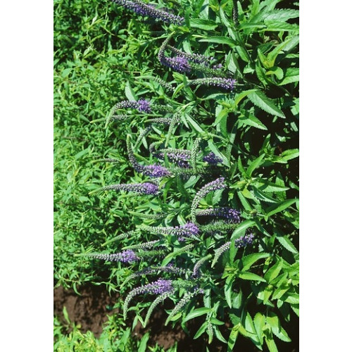 Veronica spicata Ulster Dwarf Blue - Ereprijs