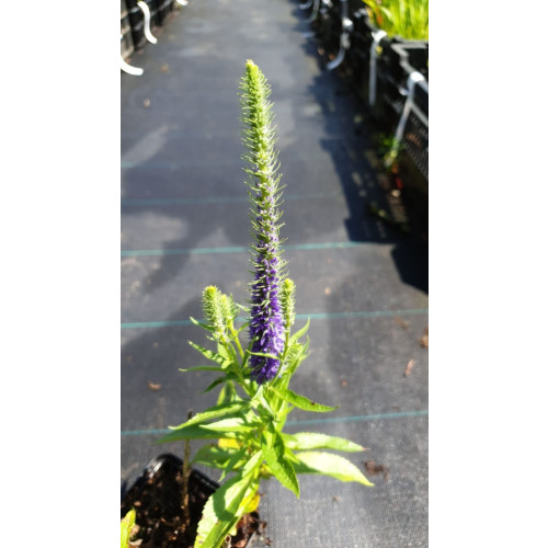 Veronica austriaca Royal Blue - Ereprijs