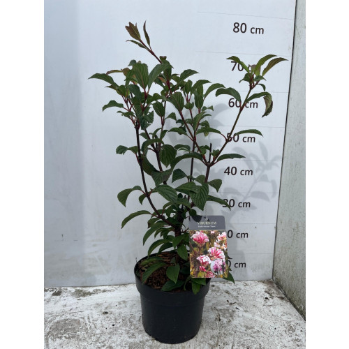 Sneeuwbal - Viburnum bodnantense Dawn