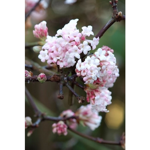 Sneeuwbal - Viburnum bodnantense 'Dawn'