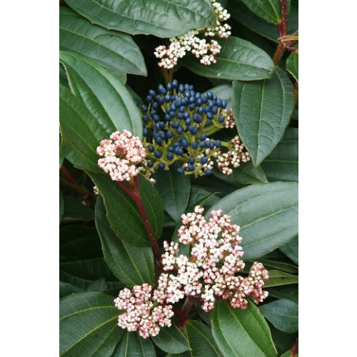 Viburnum davidii - Sneeuwbal