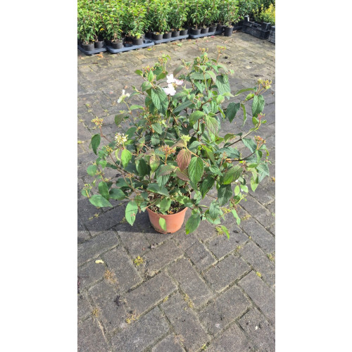 Viburnum plic. Kilimanjaro - Sneeuwbal