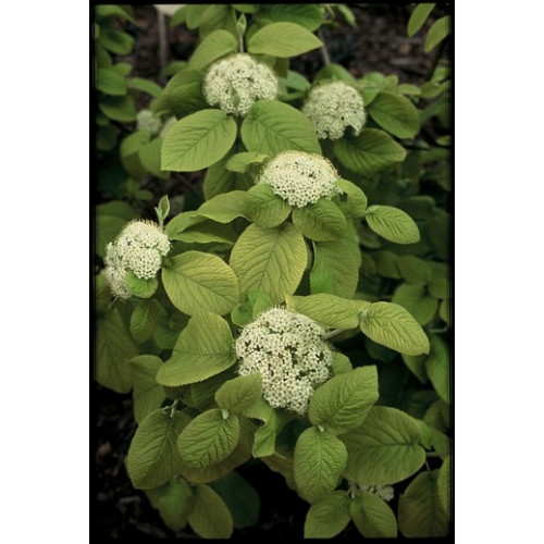 Viburnum lantana - Sneeuwbal