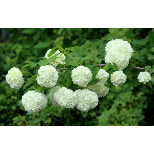 Viburnum op. Compactum - Gelderse roos