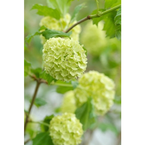 Sneeuwbal - Viburnum opulus Roseum