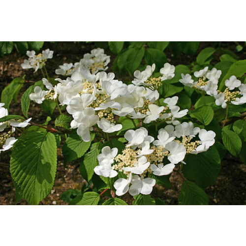 Viburnum plic. Watanabe - Japanse Sneeuwbal