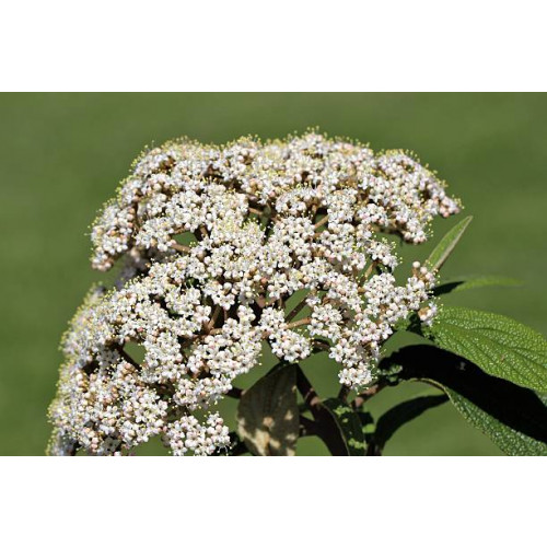 Viburnum rhytidophyllum - Sneeuwbal