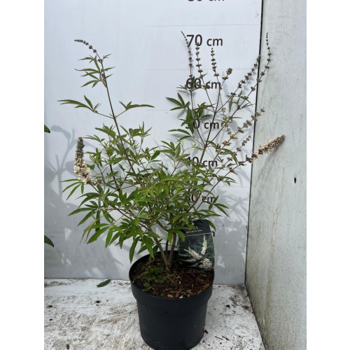 Vitex agnus-castus Album