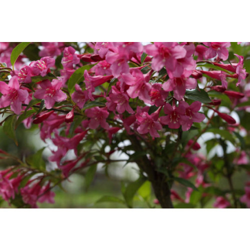 Weigela florida foliis Purpureis