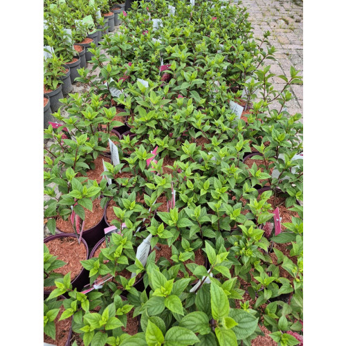 Hydrangea pan. Petite Flori - Pluimhortensia