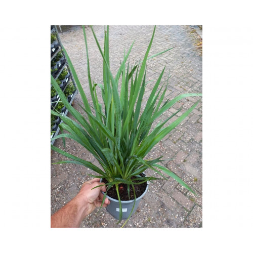 Yucca filamentosa - Palmlelie
