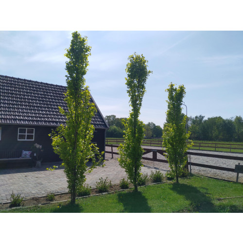 Fagus sylvatica 'Dawyck'- Groene zuilbeuk - boom