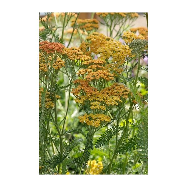Achillea Terracotta - Duizendblad
